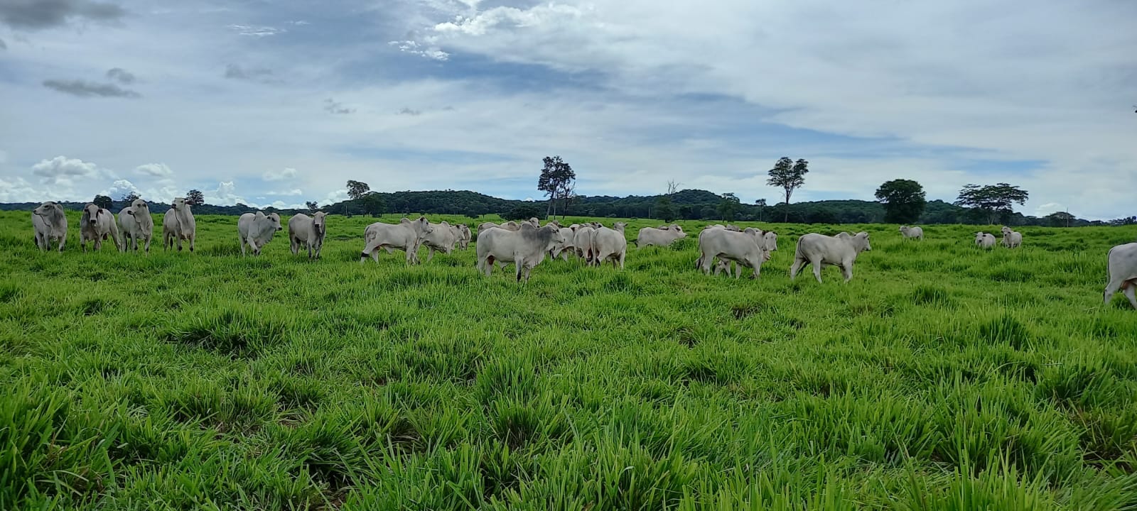 Tradição e Inovação na Pecuária Moderna é o tema do 3º Encontro Técnico da Pecuária, em Rondonópolis